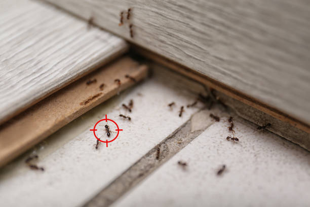 Best Commercial Pest Control Services  in Brunswick, GA